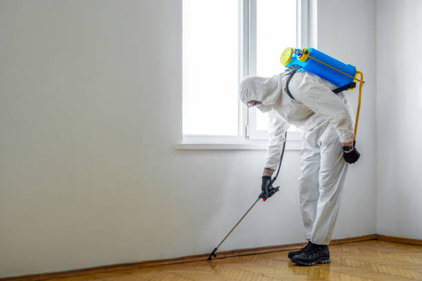 Best Local Pest Control Services  in Bay Pines, FL